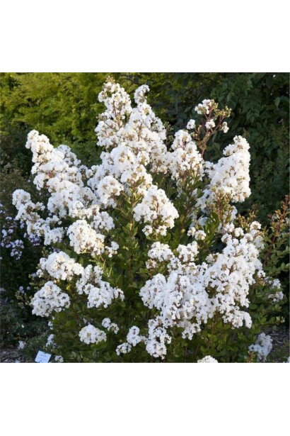 Лагерстремія Вірджин в дорослому вигляді